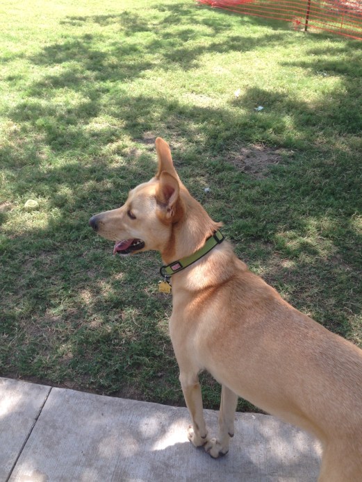 Peanut at dog park