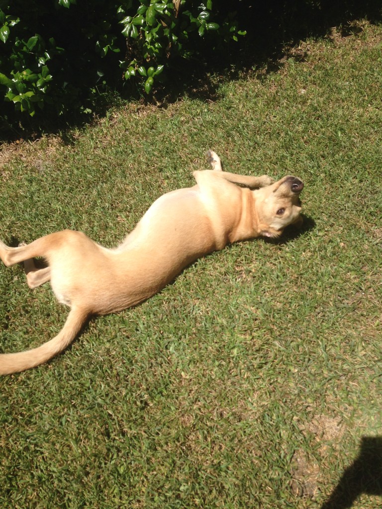 rolling in the grass