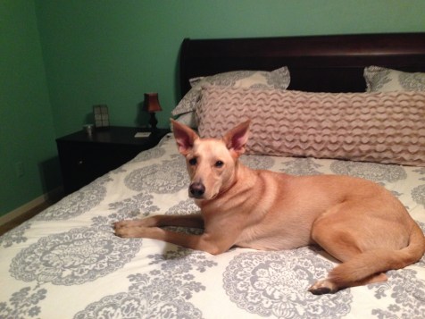 Peanut helping me clean